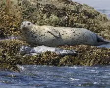 豱?jhY?dmk€鶼SЦR^p罴淭勈的简单介绍